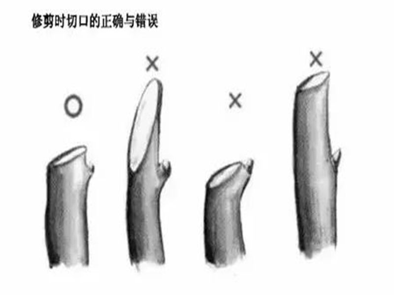 5-3m)选留3-5个健壮,分布均衡,斜向生长的枝条为主枝,在保持自然树型